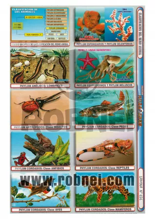 Clasificacion Del Reino Animal